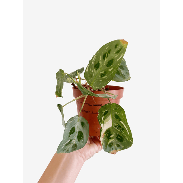 Maranta leuconeura "Kerchoveana Variegata" 2nd chance