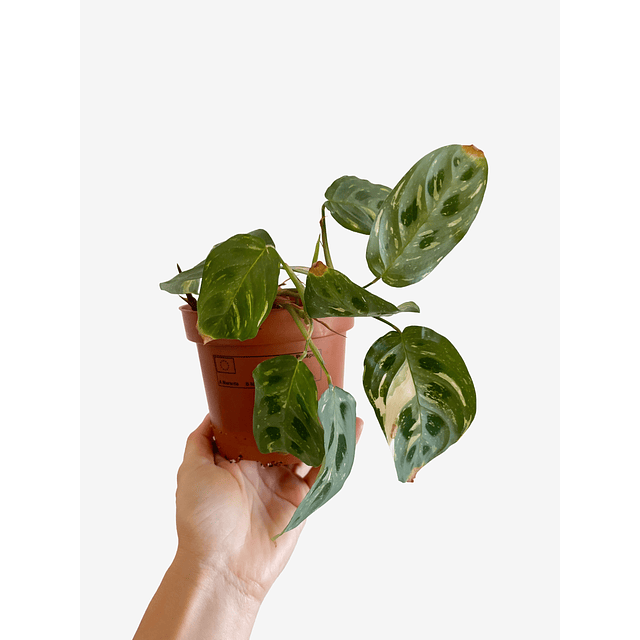 Maranta leuconeura "Kerchoveana Variegata" 2nd chance