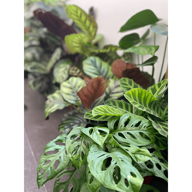 Box Surpresa personalizada 3