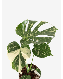 Monstera deliciosa "Thai Constellation"