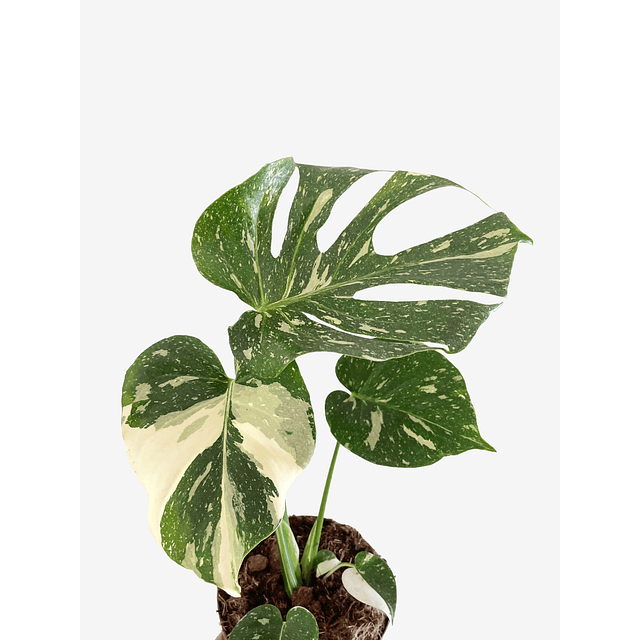 Monstera deliciosa "Thai Constellation"