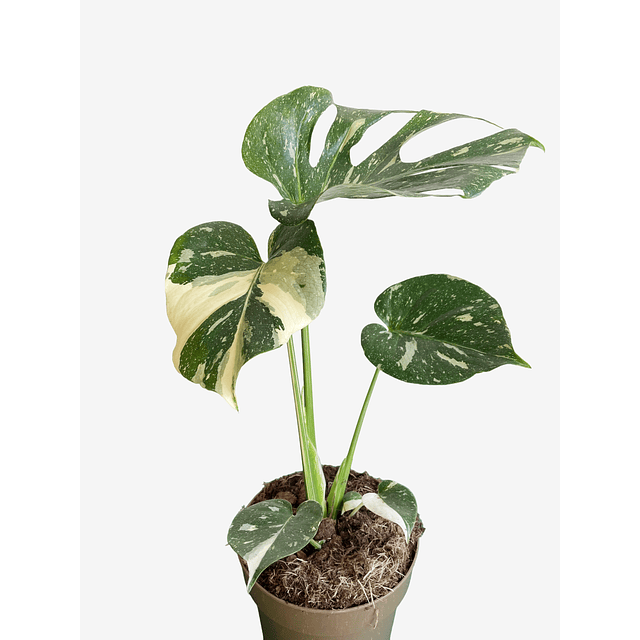 Monstera deliciosa "Thai Constellation"