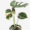 Monstera deliciosa "Thai Constellation"