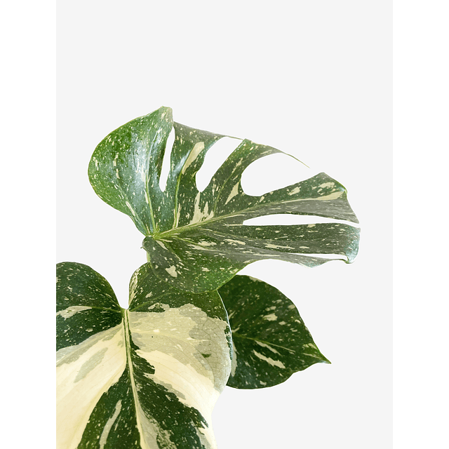 Monstera deliciosa "Thai Constellation"