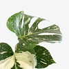 Monstera deliciosa "Thai Constellation"