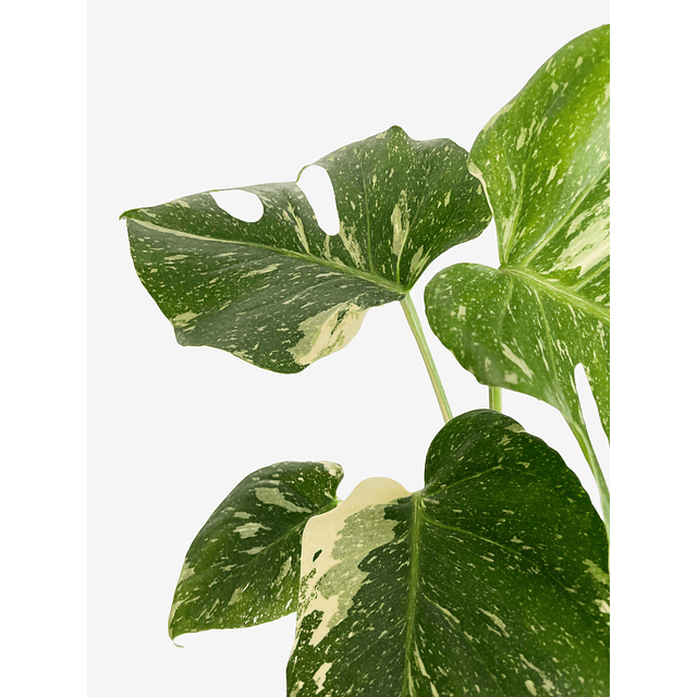 Monstera deliciosa "Thai Constellation"