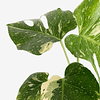Monstera deliciosa "Thai Constellation"