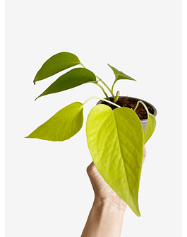 Epipremnum aureum "Golden" 2nd chance