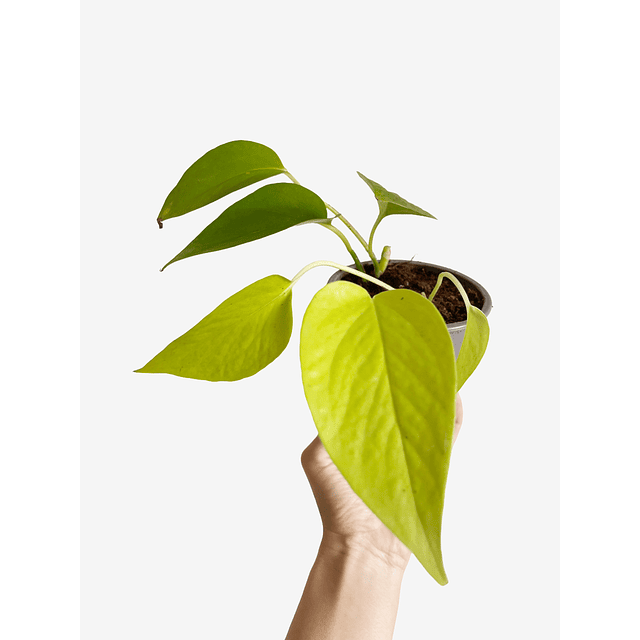 Epipremnum aureum "Golden" 2nd chance