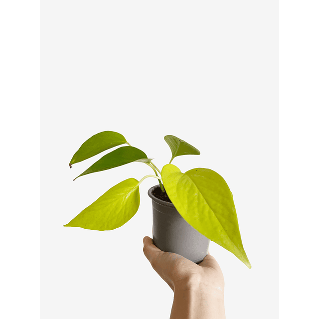 Epipremnum aureum "Golden" 2nd chance