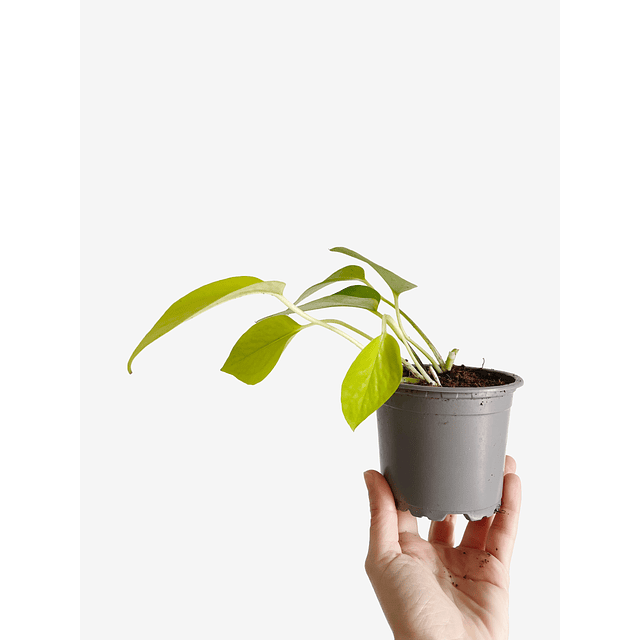 Epipremnum aureum "Golden" 2nd chance