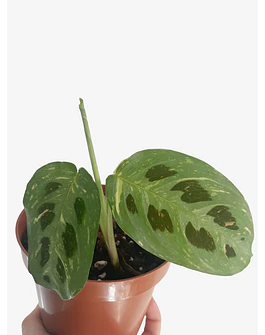 Maranta leuconeura "Kerchoveana Variegata" 2nd chance