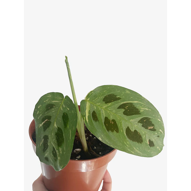 Maranta leuconeura "Kerchoveana Variegata" 2nd chance