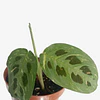 Maranta leuconeura "Kerchoveana Variegata" 2nd chance