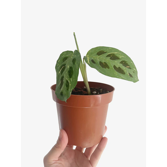 Maranta leuconeura "Kerchoveana Variegata" 2nd chance
