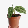 Maranta leuconeura "Kerchoveana Variegata" 2nd chance