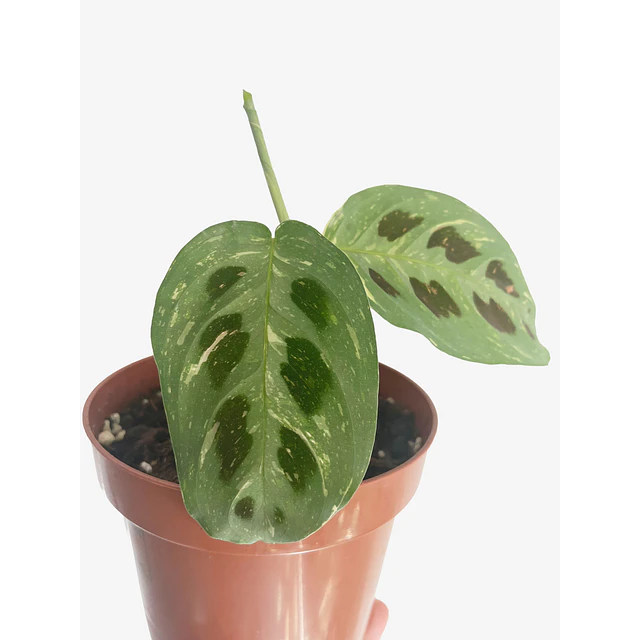 Maranta leuconeura "Kerchoveana Variegata" 2nd chance