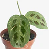 Maranta leuconeura "Kerchoveana Variegata" 2nd chance
