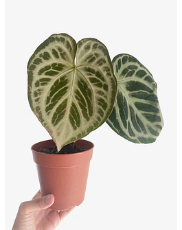 Anthurium crystallinum "Silver Blush" 2nd chance