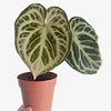Anthurium crystallinum "Silver Blush" 2nd chance