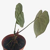 Anthurium crystallinum "Silver Blush" 2nd chance