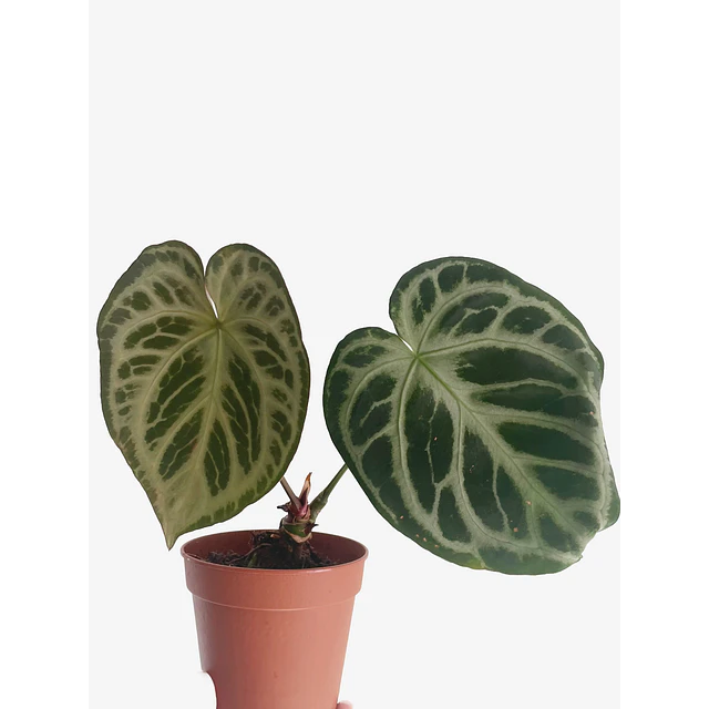 Anthurium crystallinum "Silver Blush" 2nd chance