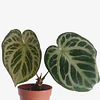 Anthurium crystallinum "Silver Blush" 2nd chance