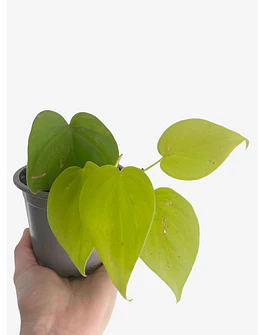 Philodendron hederaceum "Lemon Lime" 2nd chance