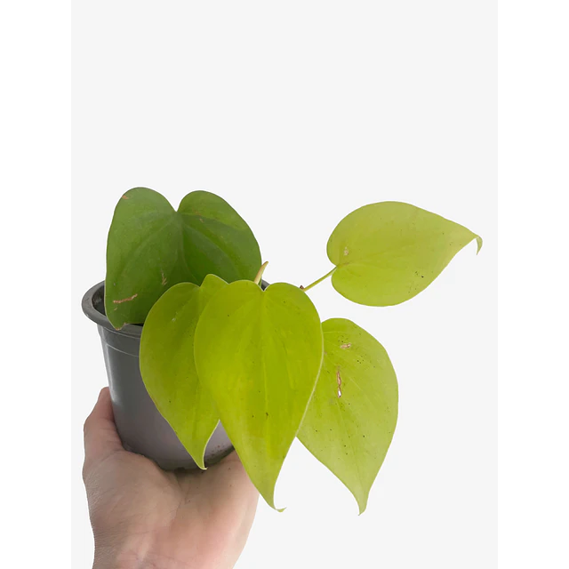 Philodendron hederaceum "Lemon Lime" 2nd chance