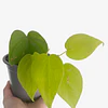 Philodendron hederaceum "Lemon Lime" 2nd chance