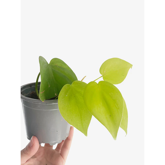 Philodendron hederaceum "Lemon Lime" 2nd chance