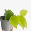 Philodendron hederaceum "Lemon Lime" 2nd chance