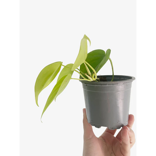 Philodendron hederaceum "Lemon Lime" 2nd chance