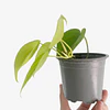 Philodendron hederaceum "Lemon Lime" 2nd chance
