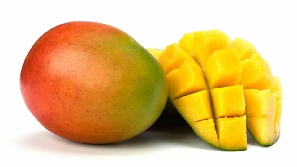 Mango Un 1