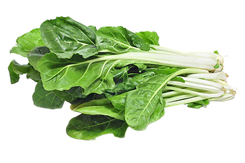 ACELGA 500 GR