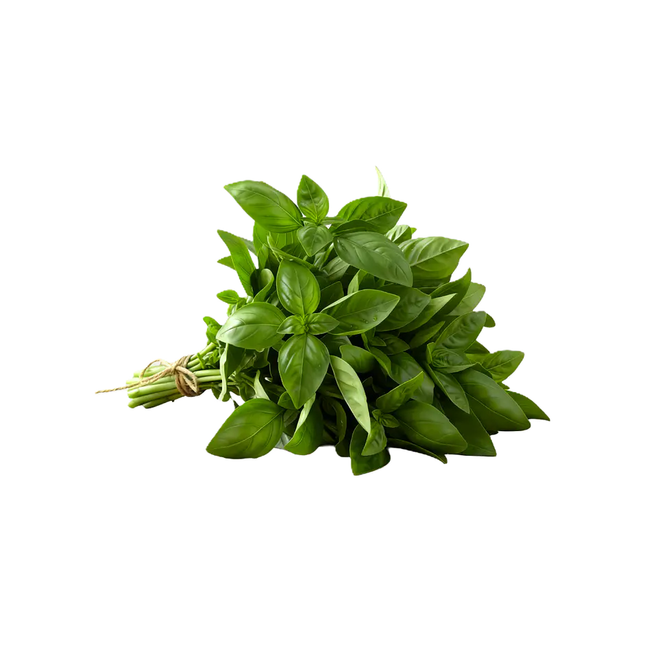 ALBAHACA ATADO 1