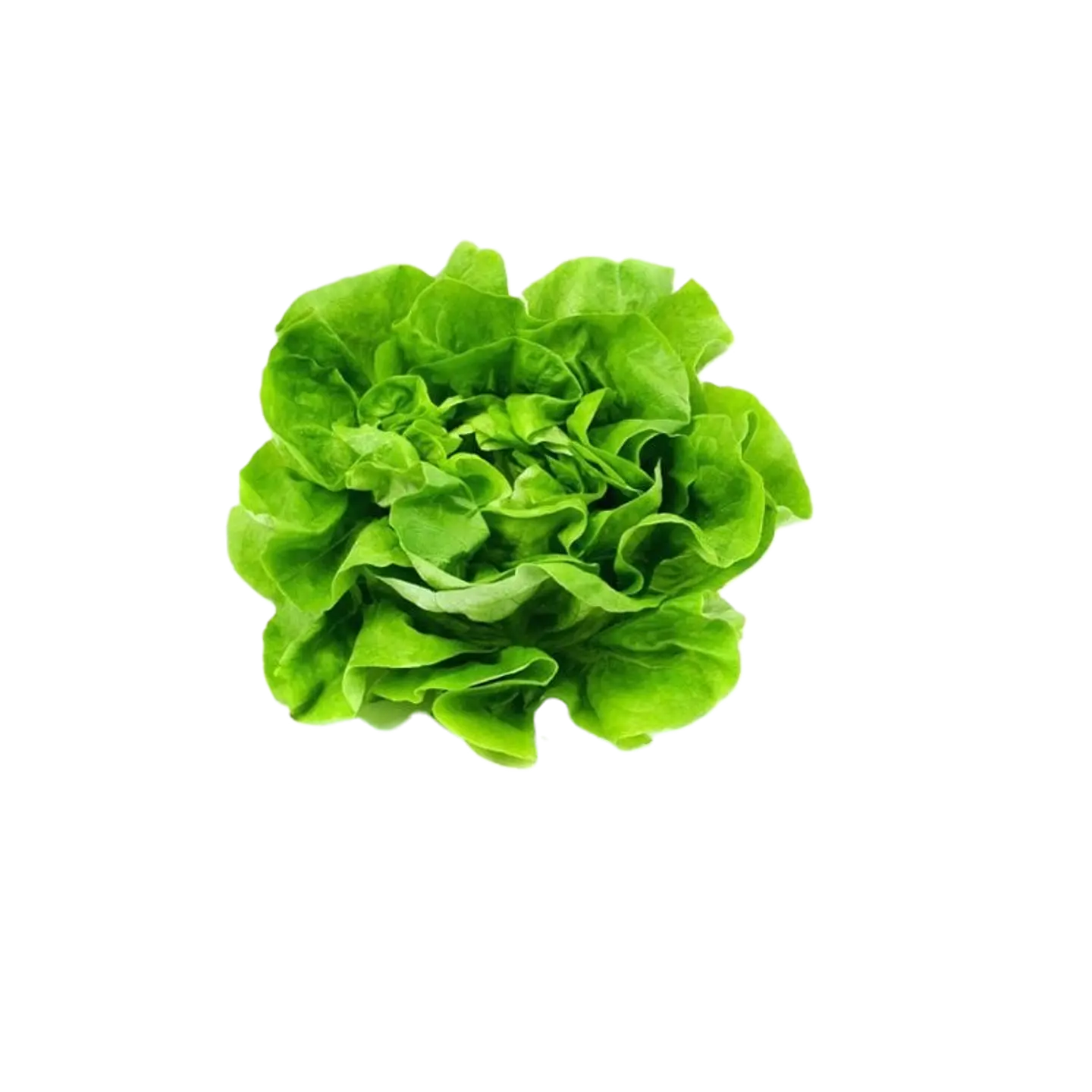 LECHUGA ESPAÑOLA (UNIDAD) 1