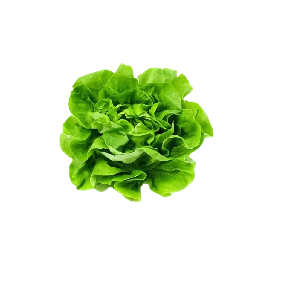 LECHUGA ESPAÑOLA (UNIDAD) 1