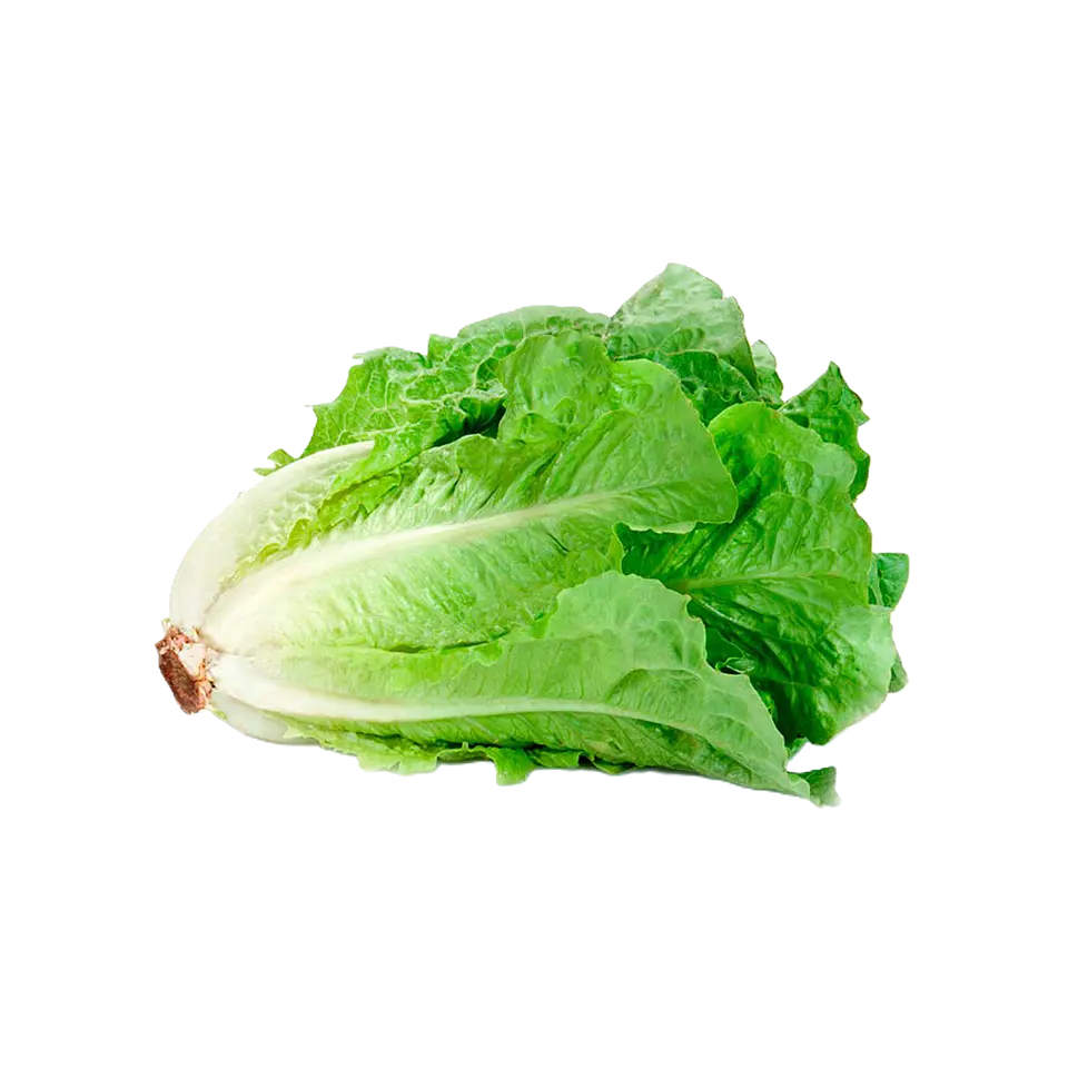 LECHUGA COSTINA (UNIDAD) 1