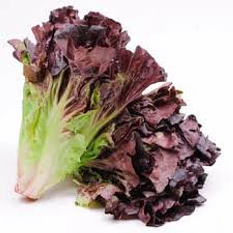 LECHUGA MORADA (UNIDAD)