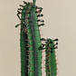 Cactus artificial decorativo 155 cm Cereus Fina - Miniatura 5