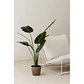 Planta artificial 160 cm decorativa Bananera Carmia - Miniatura 6