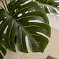 Planta artificial decorativa 120 cm Monstera Jora - Miniatura 2