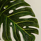 Planta artificial decorativa 120 cm Monstera Jora - Miniatura 4
