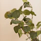 Planta artificial decorativa 130 cm Eucalyptus Arelia - Miniatura 3