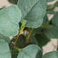Planta artificial decorativa 130 cm Eucalyptus Arelia - Miniatura 6