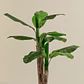 Planta artificial decorativa 140 cm Bananera Greia - Miniatura 3