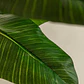 Planta artificial decorativa 140 cm Bananera Greia - Miniatura 4