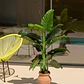 Planta artificial decorativa 150 cm Ave del Paraíso Elma - Miniatura 1